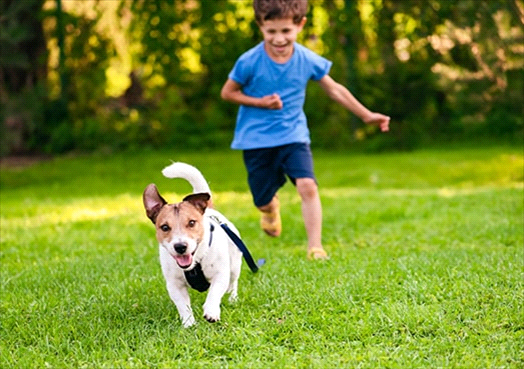 Kid and pet friendly lawn care